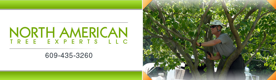 Tree Experts - North American Tree Experts LLC - Atlantic County, NJ 